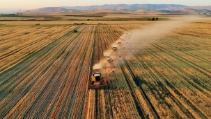 Aydın tarım ürünleri neler? Aydın'da hangi ürünler yetişir?