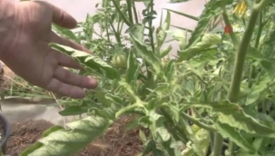 BABA KIZ, ATA TOHUMUNU KORUMAK İÇİN 5 YILDIR DOMATES ÜRETİYOR 