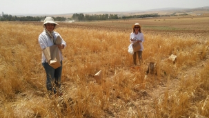 BAKANLIK HAREKETE GEÇTİ! MİRAS TARLALAR İÇİN YENİ DÜZENLEME