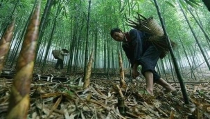 Bambu ağacının hikayesini duydunuz mu? 
