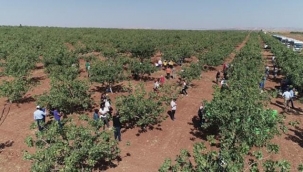 'BARAK OVASI' CANLANACAK