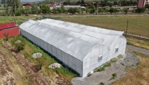 Bu sera ata tohumu çoğaltıyor