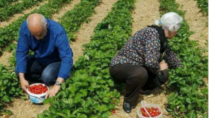 Burası Almanya'da bir çilek tarlasıymış...