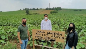 Bursa'da bir çiftçinin tarlasına kendisinden habersiz ayçiçeği ekildi...