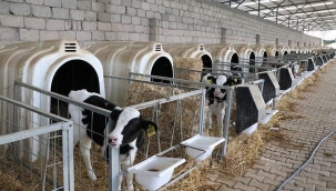 Buzağı Desteklemede Son Gün, 15 Haziran