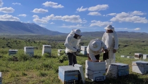 Çiçekler açmadan kurudu, dünya ikincisi Bingöl balı tehlikede