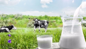 Çiğ süt fiyatı üreticilerin beklentilerini karşılamadı