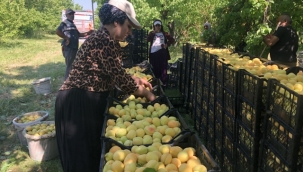 "Doğu'nun Çukurova'sı"nda kayısı hasadı başladı