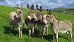 EŞEK" DEYİP GEÇMEYİN!..