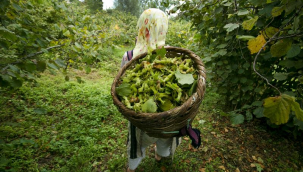 FINDIK UYGULAMA VE ARAŞTIRMA MERKEZİ KURULDU