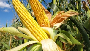 Gerçek şu ki; hepimiz birden kazanmadıkça hiç birimiz kazanamayız...