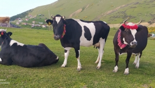 Giresun'da 5 ayda 237 bin 661 hayvan aşılandı