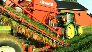 Havuç Hasat Teknolojisi 