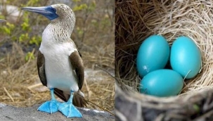 İSİMLERİ KADAR KENDİLERİ DE KOMİK OLAN MAVİ AYAKLI SÜMSÜK KUŞLARI