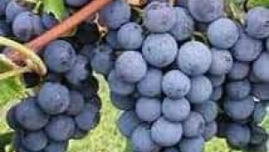 Karadeniz'in simgesi; laz üzümünün bağları(kokulu üzüm,ısebella)