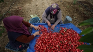 Kirazda yeni sezon "rekor ihracat" hedefiyle başladı