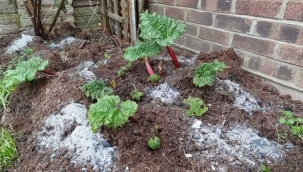 KOMŞU KOMŞUNUN KÜLÜNE