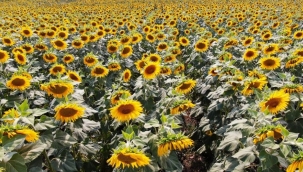 Kuraklık yağlık ayçiçeğini etkiledi