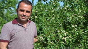 MANİSA'DA DEVLET DESTEĞİYLE TARLASINA BADEM FİDANI DİKEN ÜRETİCİ İHRACATA BAŞLADI 