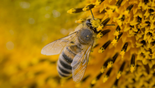 MEVSİM NEDENİYLE ARI ALLERJİSİNE DİKKAT!