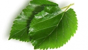 MUCİZENİN ADI: DUT YAPRAĞI