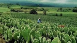 NEDEN KAKTÜS TARLASI ...