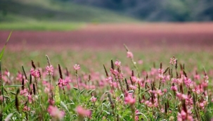 Pembe ve yeşilin buluştuğu çiçek tarlası