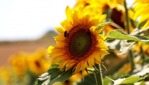 Samsun çiftçisine 18,4 milyon TL yağlı tohumlu bitkiler fark ödemeleri desteği