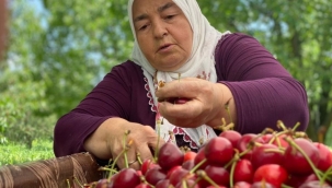 Sultandağı kirazını zamansız yağmurlar vurdu