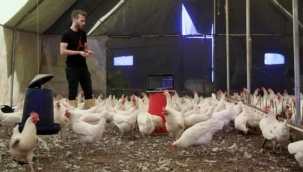 Tavukların müzik sevdası... 