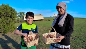 TAVUKLARINI 'GEZEN KÜMES'LE YAYLAYA ÇIKARAN ÜRETİCİ, YUMURTA TALEBİNE YETİŞEMİYOR