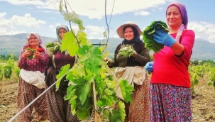 Tokatlı hanımlar için bağda yaprak kırma vakti