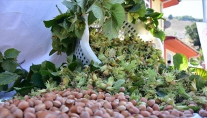 Türkiye; fındık, kiraz, incir, kayısı, ayva ve haşhaş üretiminde dünyada birinci sırada