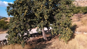 Türkiye'nin En Tatlı Armudu Malatya'nın İncisi Bal Armudu..