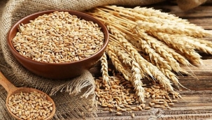 TÜRKİYE'NİN İLK TESCİLLİ SİYEZ BUĞDAYLARI ÜRETİLECEK