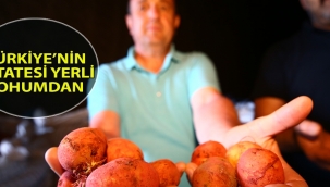 Türkiye'nin patatesi yerli tohumdan