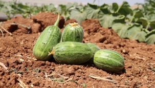 Viranşehir'in "şelengo"su tescillendi, koruma altına alındı