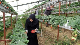 Zonguldak'ta özel tarım OSB'si kuruluyor