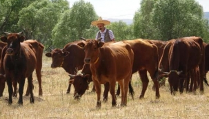 3.500 YILLIK 'DOĞU ANADOLU KIRMIZISI' SIĞIR IRKI KORUMA ALTINDA