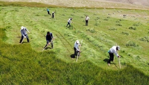 AĞRININ DAĞLIK KÖYLERİNDE ÇİFTÇİLERİN ASIRLIK TIRPANLARLA ZORLU OT BİÇME MESAİSİ 