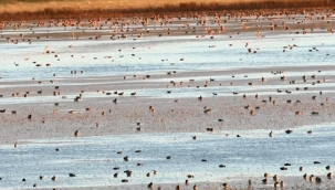  Bir göl bir kuş cenneti daha KURUDU ...