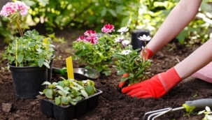 En güzel çiçeği yetiştiren kızın hikayesi !...