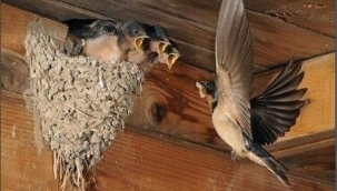 HAYATIN DENGESİ, DOĞA VE YAŞAMDAN; KIRLANGIÇLAR