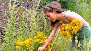 Her derde deva kantaron ( kılıç otu) 