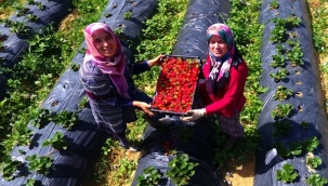 Kadın çiftçilerin gözbebeği "Vali Hanım çileği" 