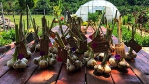 KOCAELİ'DEKİ ÇUBUKLU OSMANİYE İLKOKULU ÖĞRENCİLERİNİN HOBİ BAHÇESİ 