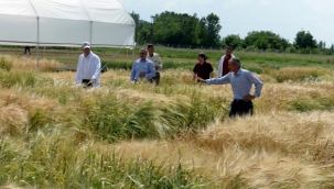 Kuraklığa dayanıklı arpa çeşidi çiftçiyi sevindirdi