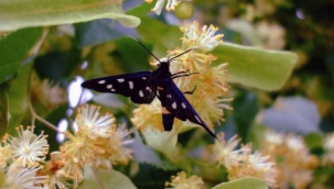 Mahkeme Ağacı : Mis gibi buram buram aroma kokusunu hissettiniz mi ?