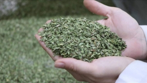 'NİZİP NANESİ' 20 ÜLKEYE İHRAÇ EDİLİYOR 