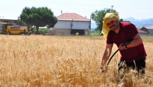 OKULU ve ÖĞRENCİLERİ İÇİN SEKİZ DÖNÜMLÜK ARAZİYE BUĞDAY EKTİ 